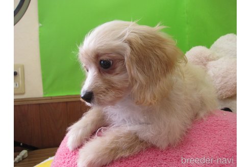 販売中の福岡県のミックス犬-317554の8枚目