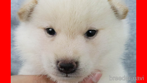 成約済の愛知県の柴犬-329245の1枚目