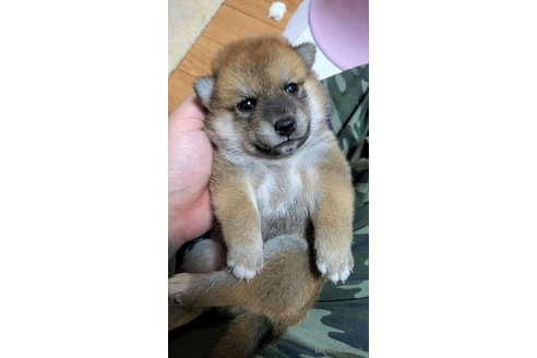 販売中の大阪府の柴犬-331221の5枚目