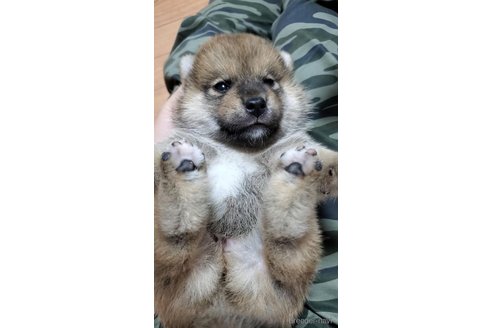 販売中の大阪府の柴犬-331222の7枚目