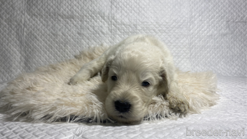 販売中の茨城県のミックス犬-328531の3枚目