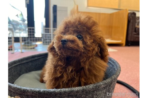 成約済の香川県のタイニープードル-313634の11枚目