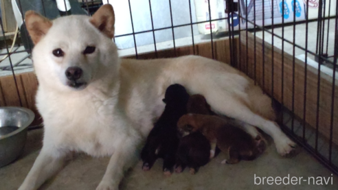 成約済の鹿児島県の柴犬-332020の4枚目