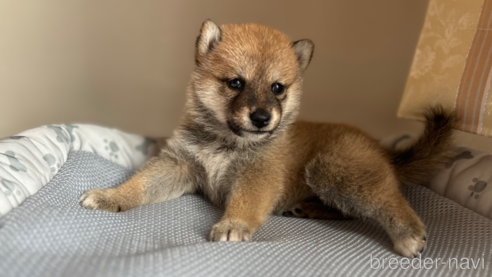 成約済の北海道の柴犬-332178の5枚目