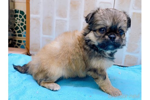 販売中の東京都のミックス犬-331508の3枚目