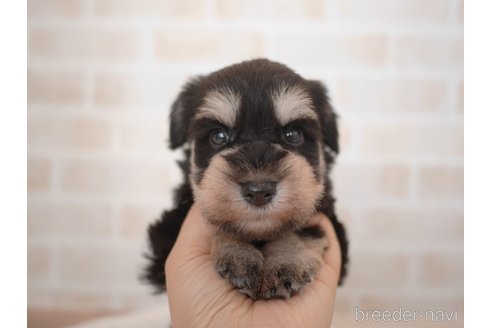 商談中の福岡県のミニチュアシュナウザー-332405の3枚目