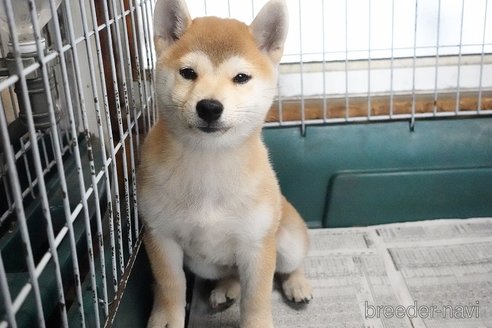 販売中の愛知県の柴犬-333077の4枚目