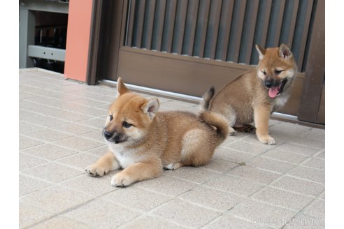 成約済の埼玉県の柴犬-328975の6枚目