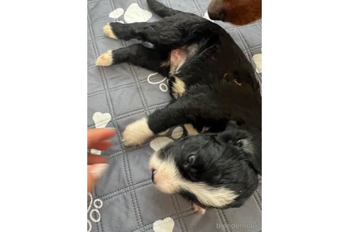 販売中の茨城県のミックス犬-333344の9枚目