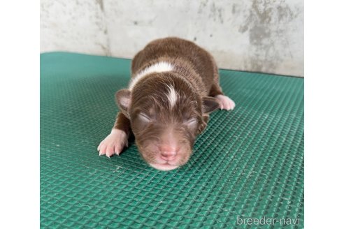 成約済の山梨県のオーストラリアンシェパード-331586の1枚目