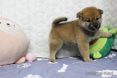 販売中の栃木県の柴犬-333794の3枚目