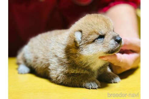 販売中の千葉県の豆柴-333785の4枚目