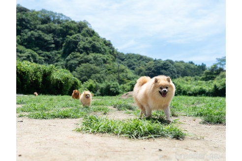 成約済の千葉県のチワワ(ロングコート)-330082の2枚目