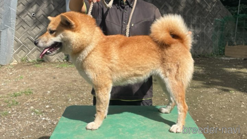 広瀬の福未号　遠州広瀬荘ちゃん1枚目