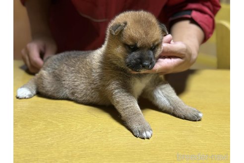 販売中の千葉県の柴犬-331529の4枚目