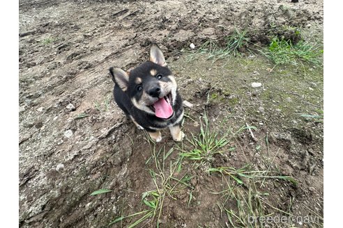 成約済の北海道の柴犬-326446の2枚目