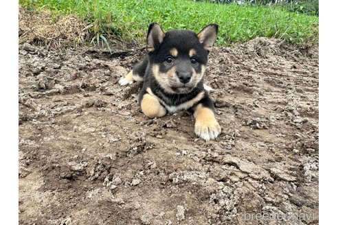 成約済の北海道の柴犬-326446の3枚目