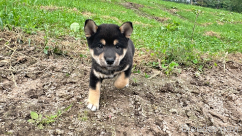 成約済の北海道の柴犬-326446の1枚目