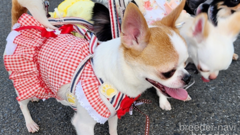 チェリちゃん1枚目