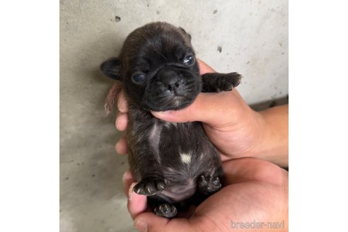 成約済の山梨県のミックス犬-331790の2枚目