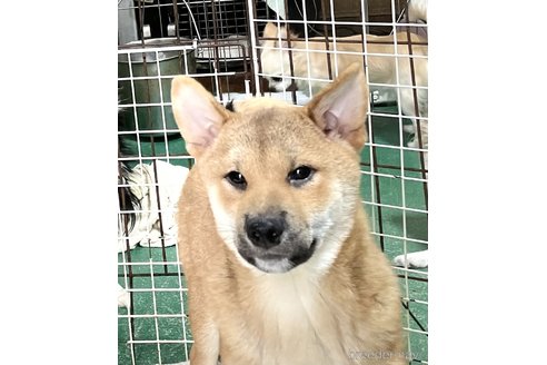 販売中の埼玉県の柴犬-322039の3枚目