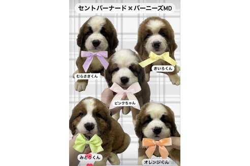 販売中の岩手県のミックス犬-334545