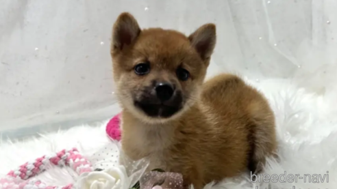 販売中の栃木県の柴犬-332990の1枚目