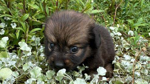 販売中の福岡県のミックス犬-335131の4枚目