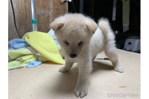 成約済の鹿児島県のミックス犬-335819の4枚目