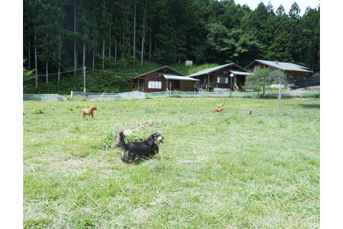 販売中の群馬県のトイプードル-317376の2枚目