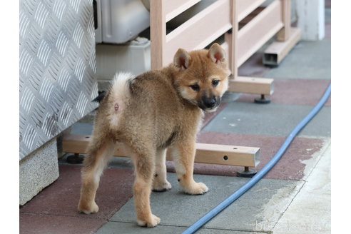 成約済の埼玉県の柴犬-328972の4枚目