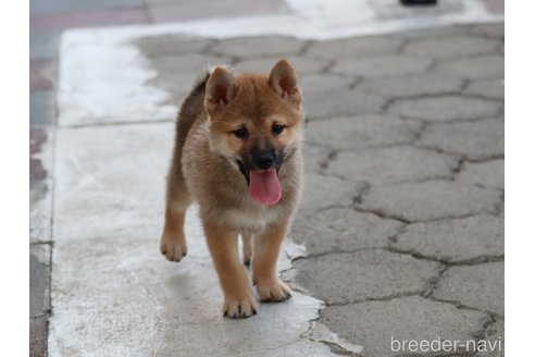 成約済の埼玉県の柴犬-328972の2枚目