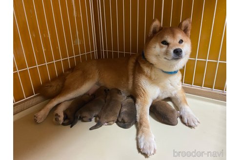 コトちゃん1枚目