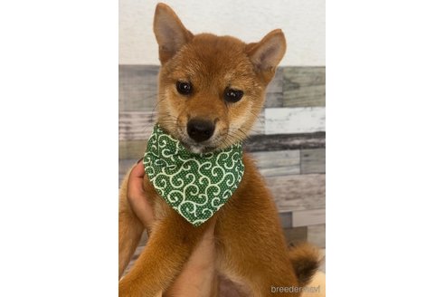 販売中の茨城県の柴犬-332675の4枚目