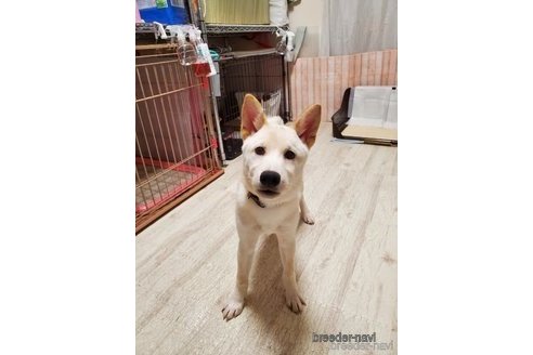 販売中の千葉県の柴犬-337309の2枚目