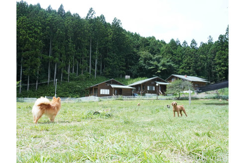 成約済の群馬県のチワワ(ロングコート)-337037の2枚目