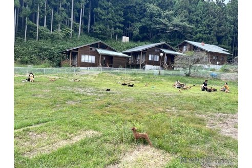 成約済の栃木県のチワワ(ロングコート)-334347の2枚目