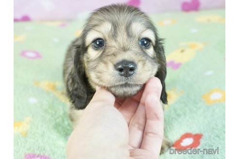 販売中の兵庫県のミニチュアダックスフンド(ロングヘアード)-337537の3枚目