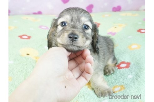 販売中の兵庫県のミニチュアダックスフンド(ロングヘアード)-337540の3枚目