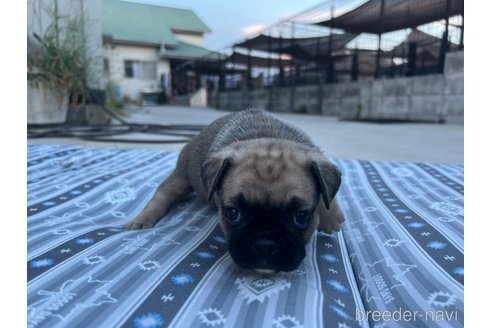 商談中の茨城県のミックス犬-337592の2枚目