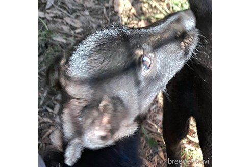 販売中の千葉県のミックス犬-337610の3枚目