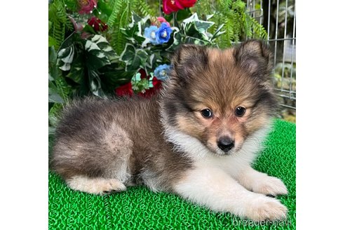 販売中の東京都のミックス犬-338263の3枚目