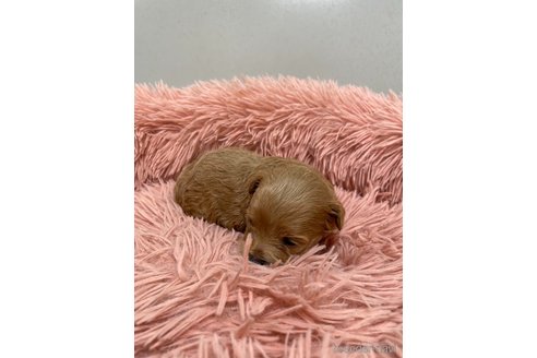 販売中の福岡県のミックス犬-338288の3枚目