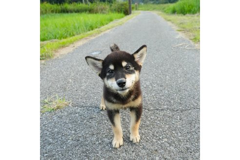 販売中の千葉県の柴犬-338504の5枚目