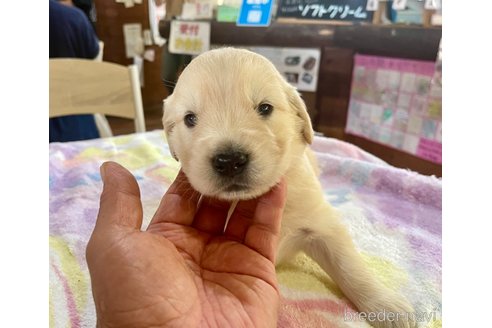 販売中の長野県のゴールデンレトリーバー-338508の5枚目