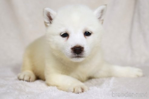 販売中の滋賀県の柴犬-338584の6枚目