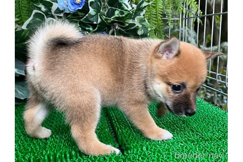 販売中の東京都のミックス犬-338625の2枚目