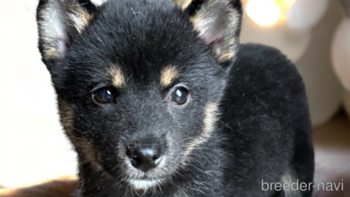 成約済の北海道の柴犬-332175の1枚目