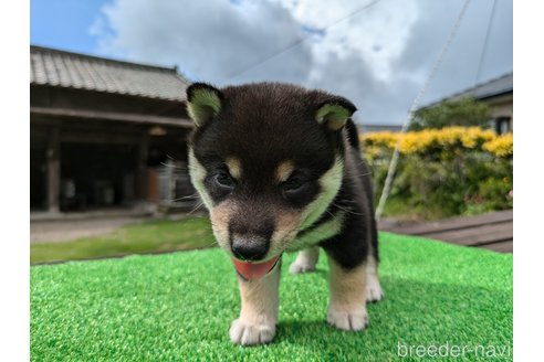 販売中の鹿児島県の豆柴-338510の3枚目