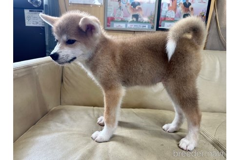 販売中の北海道の秋田犬-331629の5枚目